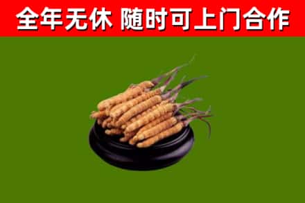 长春回收冬虫夏草