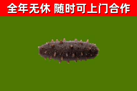 长春回收海参干
